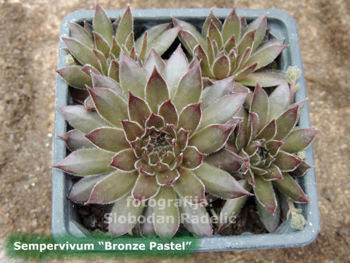 Sempervivum "Bronze pastel"